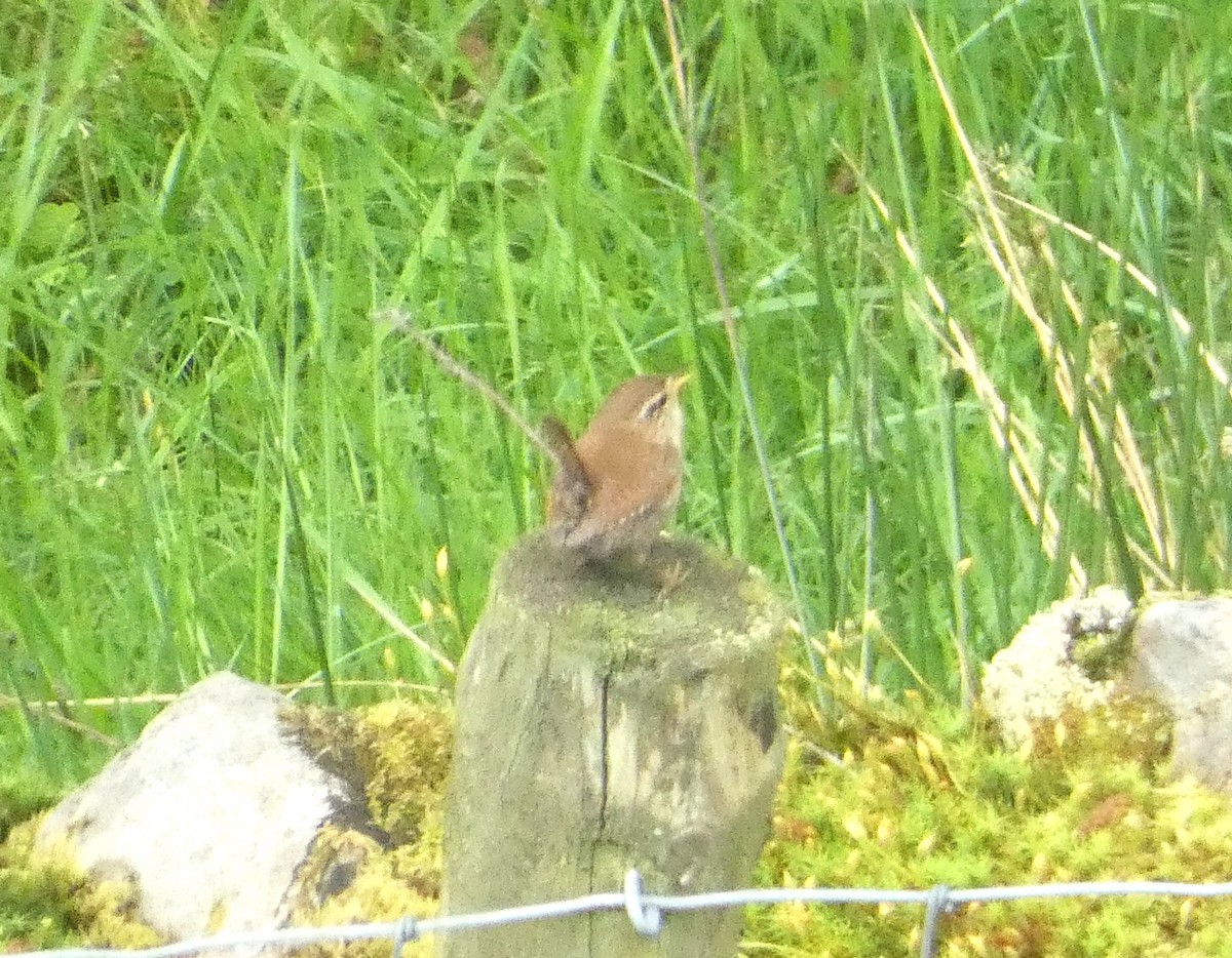 Eurasian Wren - ML619849893