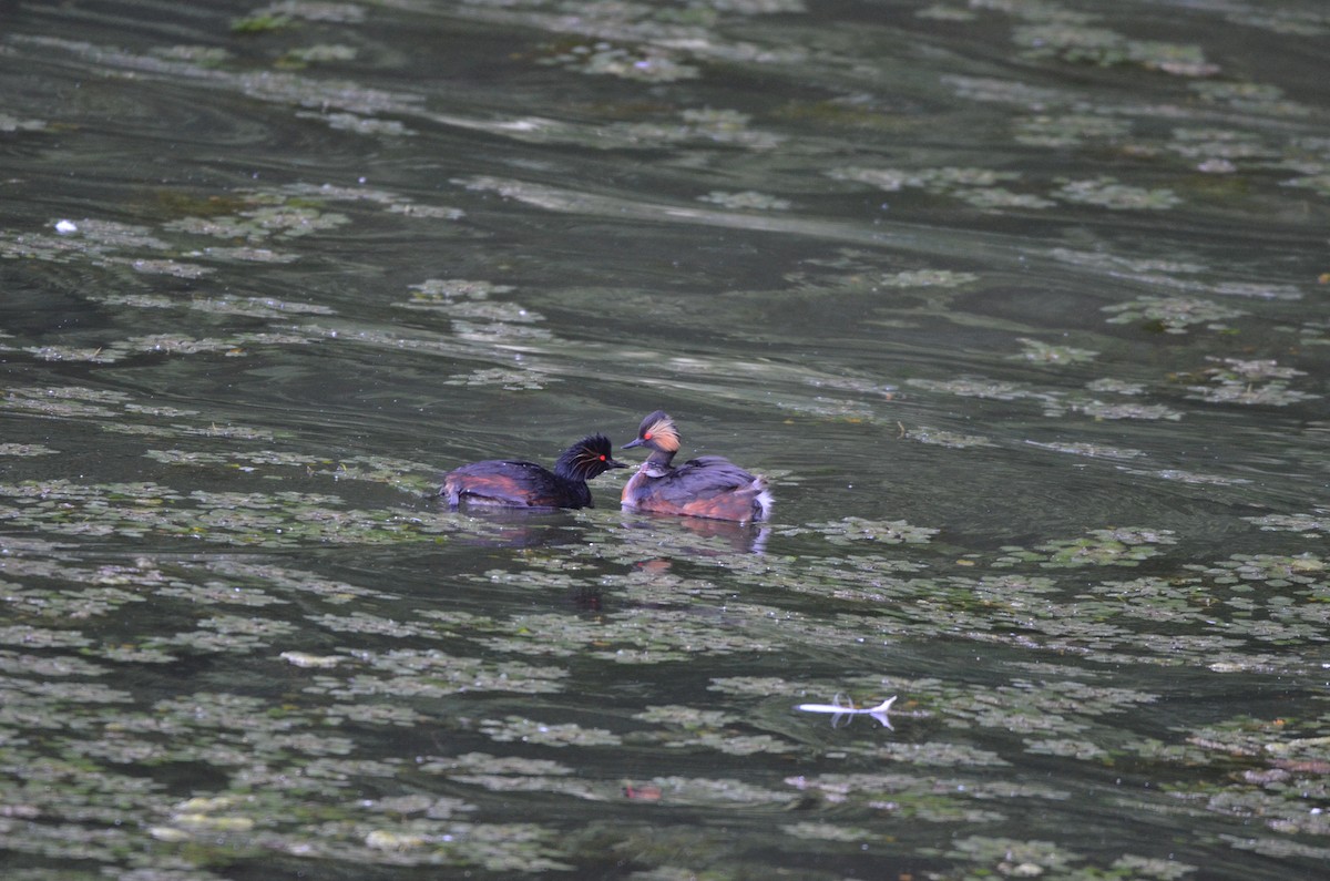 Eared Grebe - ML619849925