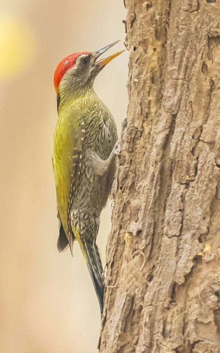 Streak-throated Woodpecker - ML619849934