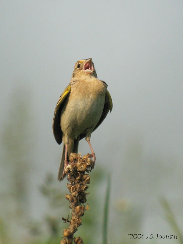 Grasshopper Sparrow - ML619849939