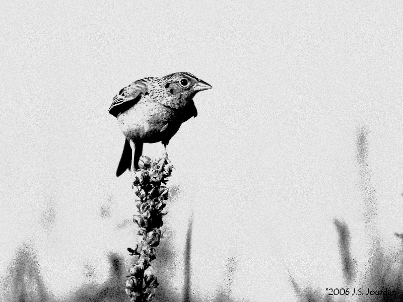 Grasshopper Sparrow - ML619849940