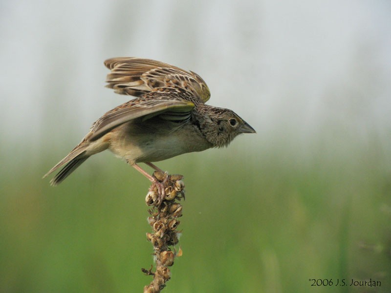 Grasshopper Sparrow - ML619849944