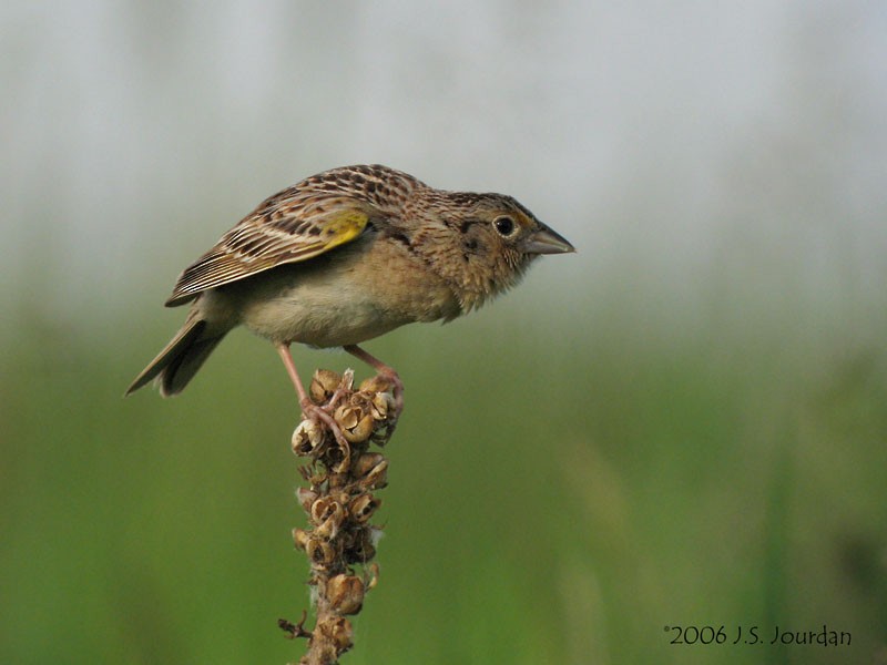 Grasshopper Sparrow - ML619849945