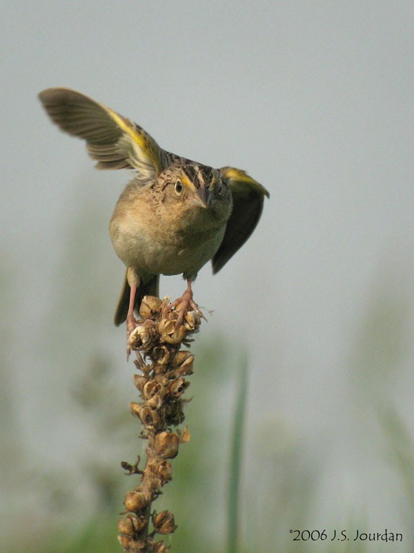 Grasshopper Sparrow - ML619849946