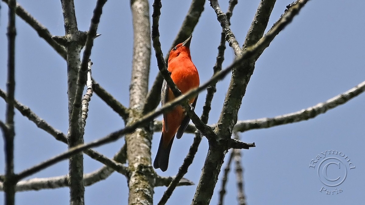 Scarlet Tanager - ML619849969