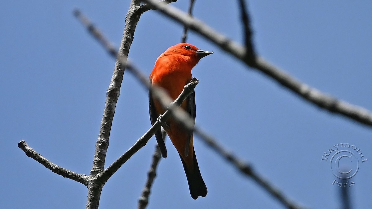 Scarlet Tanager - ML619849986
