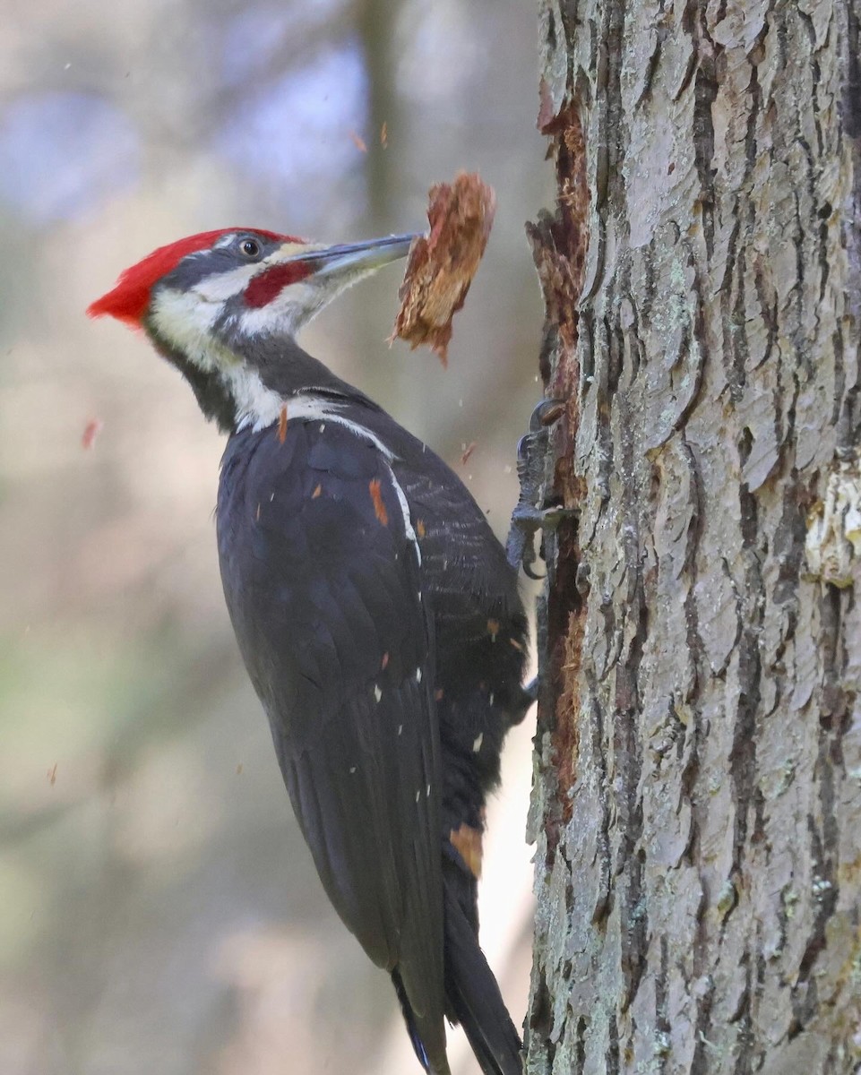 Pileated Woodpecker - ML619849995