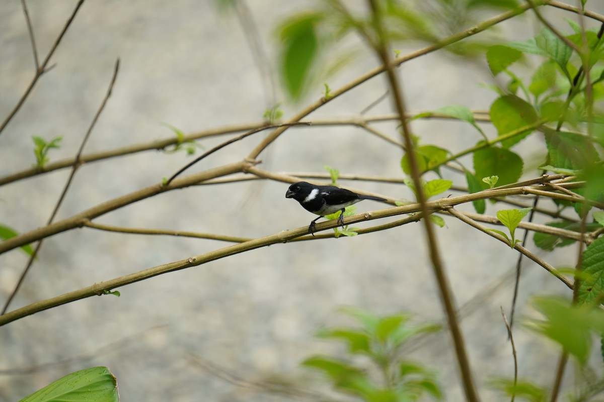 Variable Seedeater - ML619850006