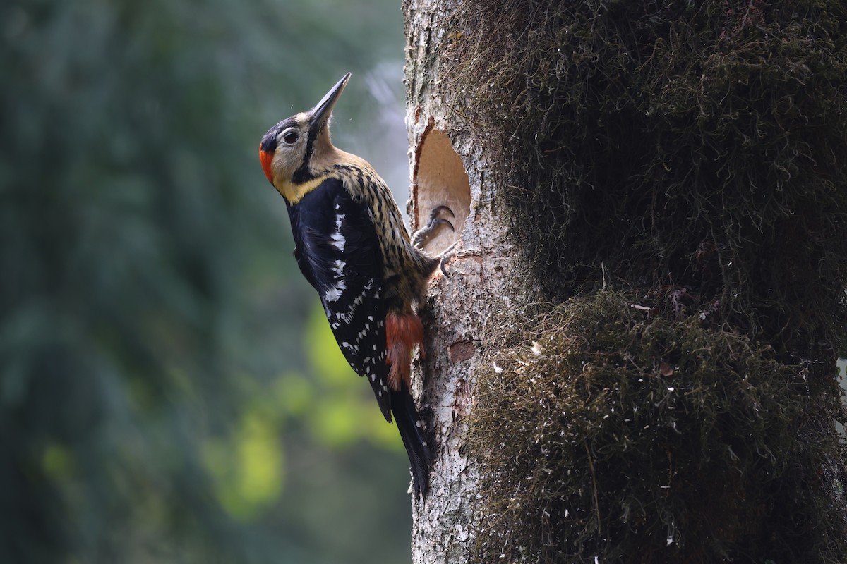 Darjeeling Woodpecker - ML619850033