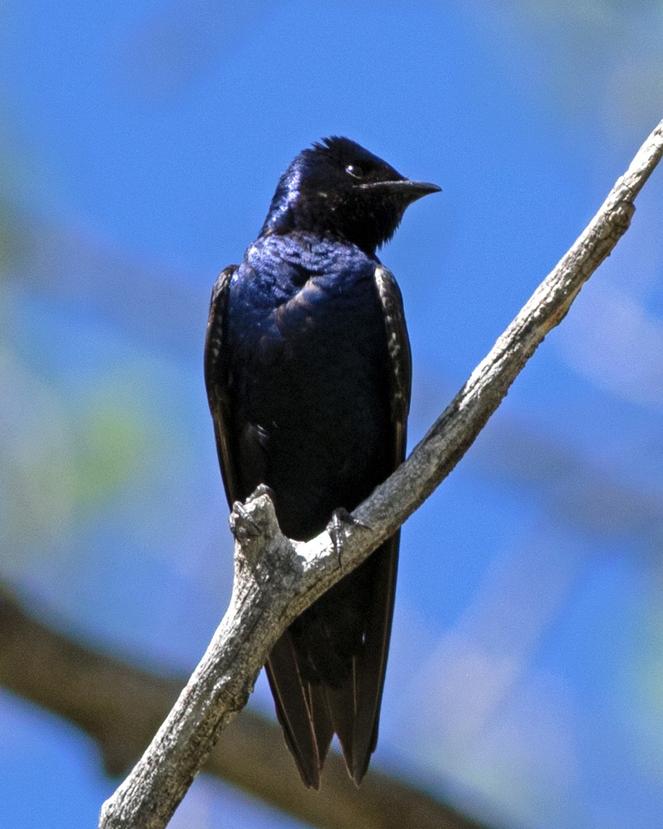 Purple Martin - ML619850034