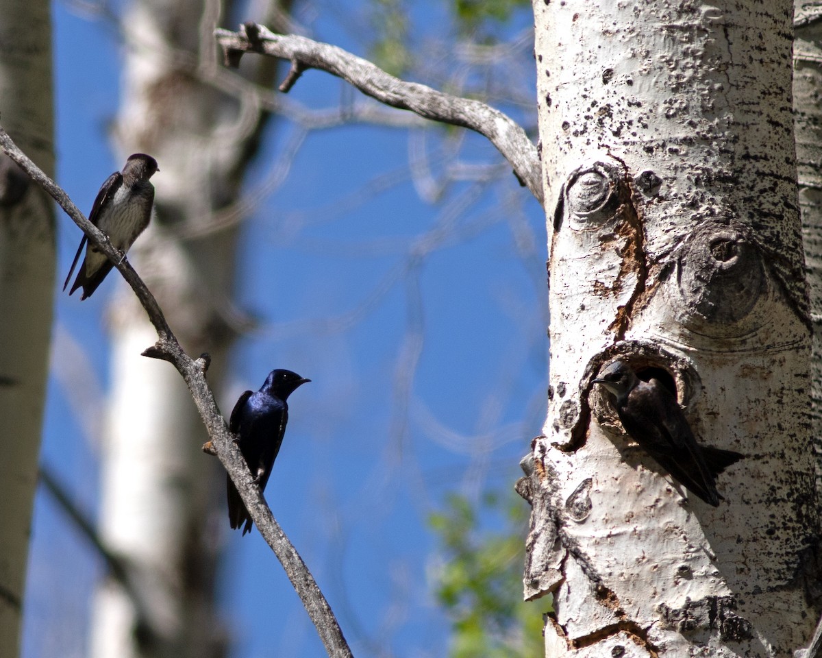 Purple Martin - ML619850038