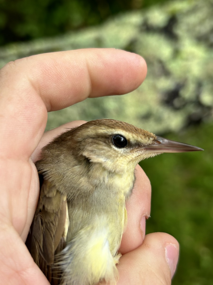 Swainson's Warbler - ML619850044