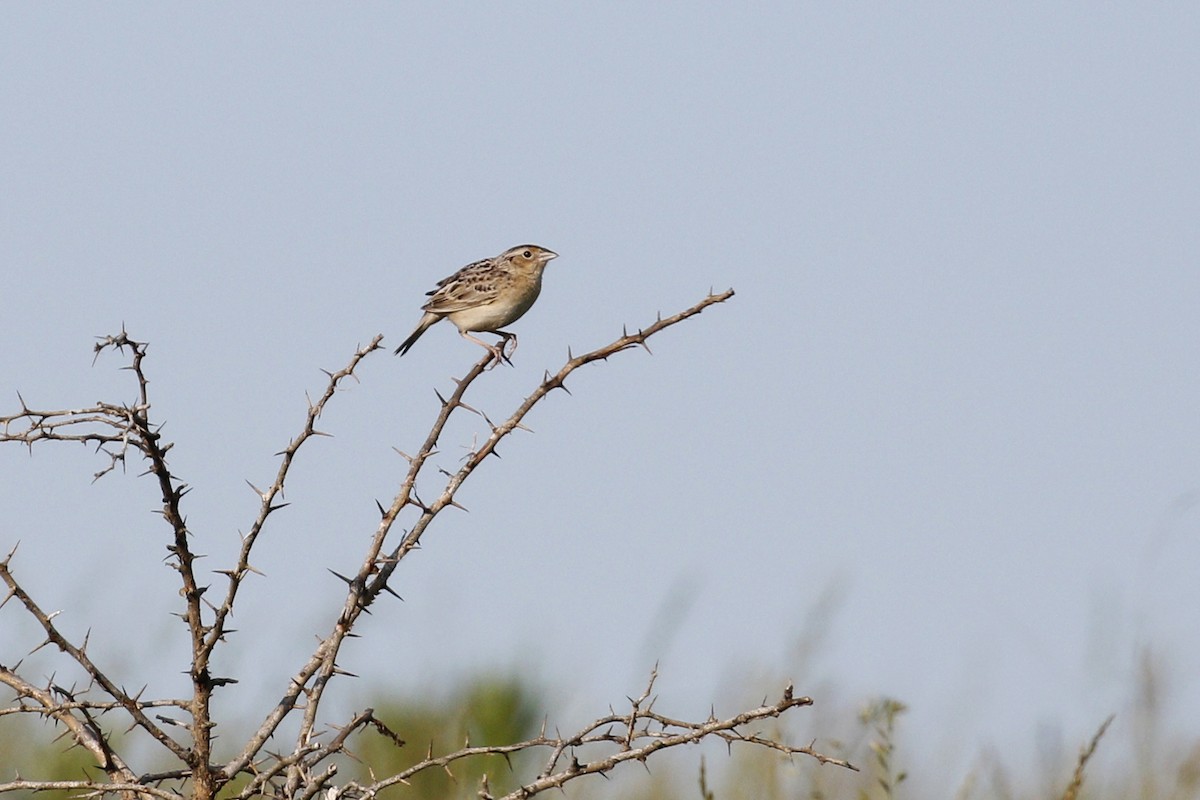 Grasshopper Sparrow - ML619850074