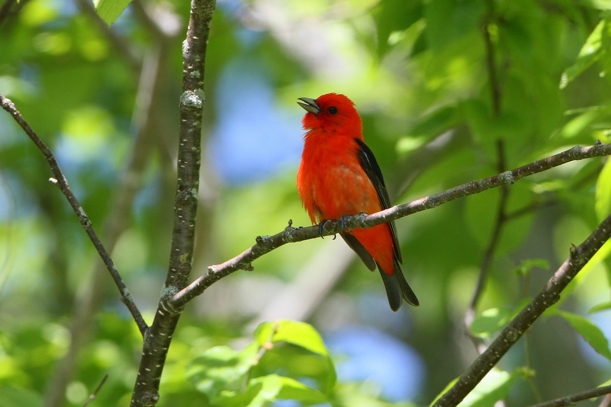 Scarlet Tanager - ML619850084