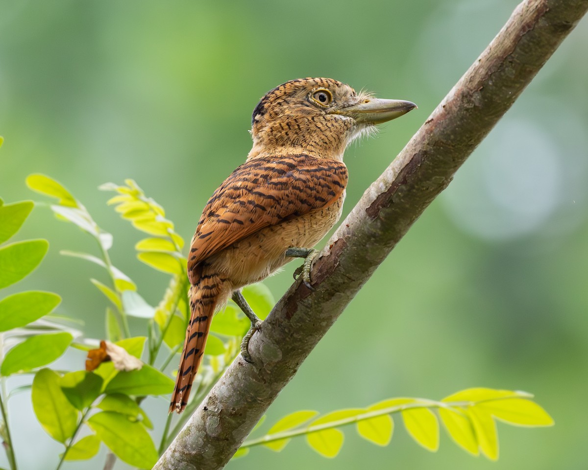 Barred Puffbird - ML619850097