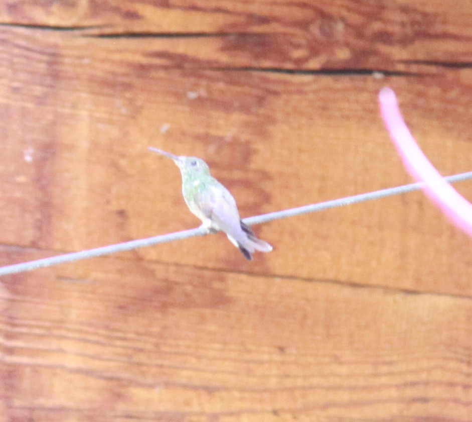 kolibřík mexický - ML619850101