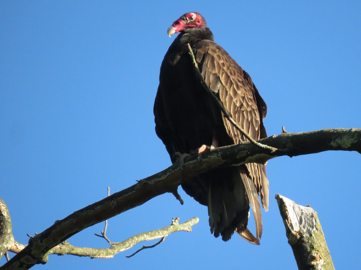 Turkey Vulture - ML619850103