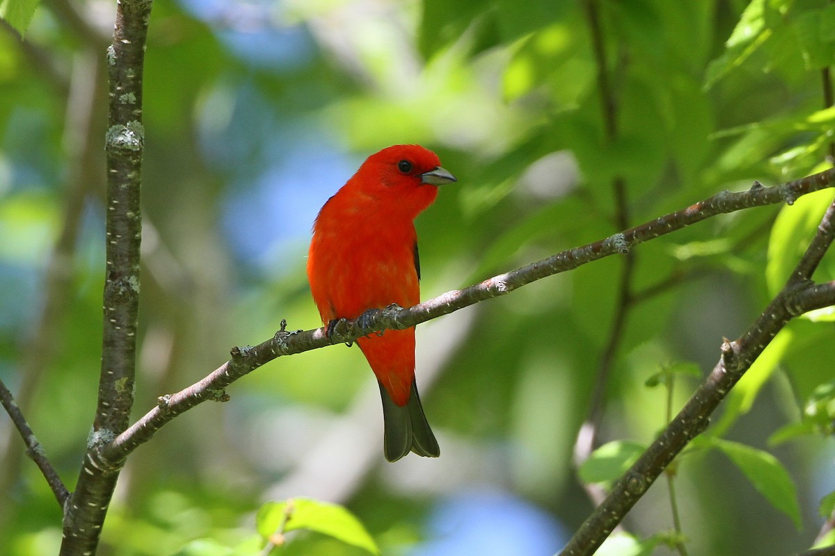 Scarlet Tanager - ML619850123