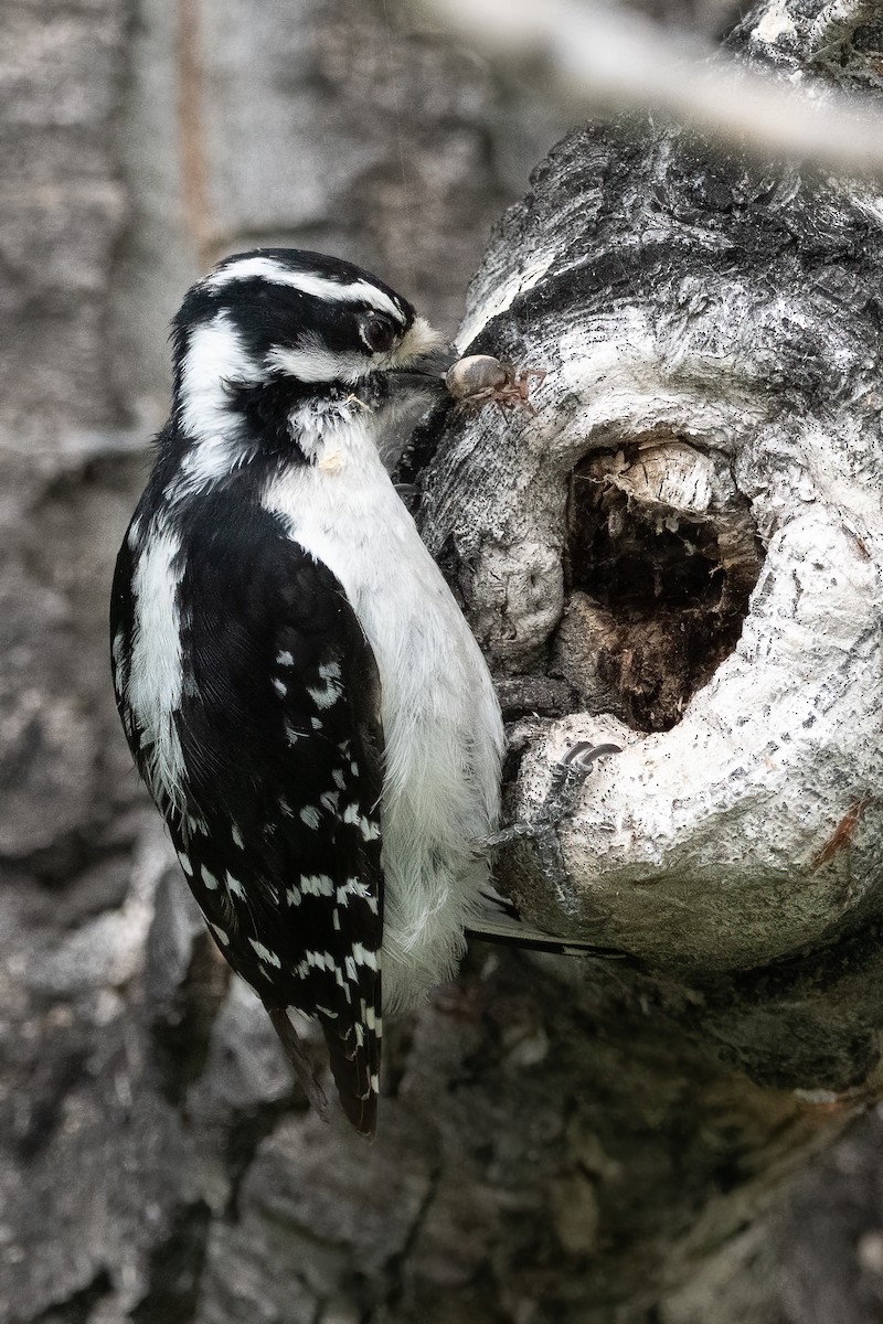 Downy Woodpecker - ML619850128