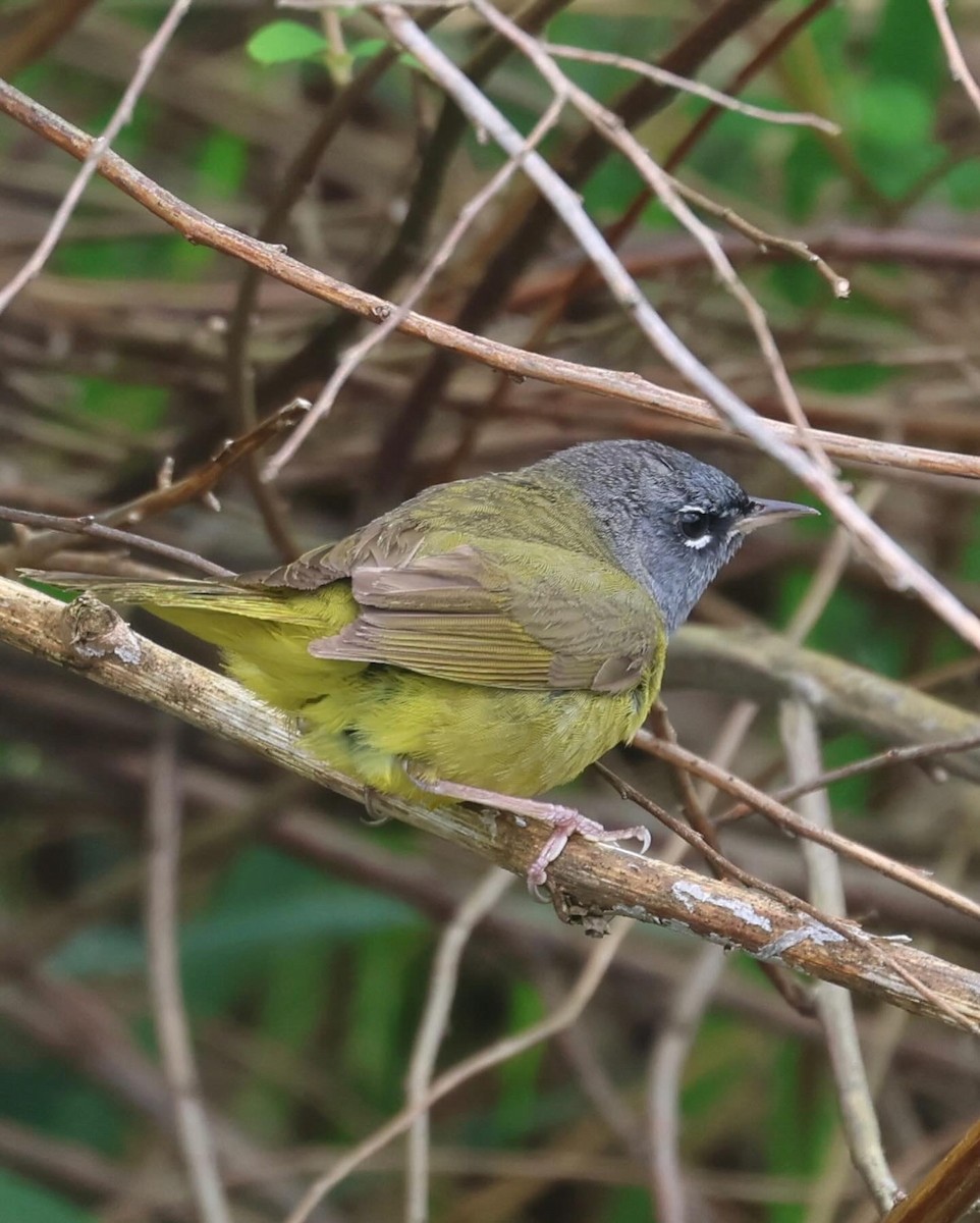 MacGillivray's Warbler - ML619850132