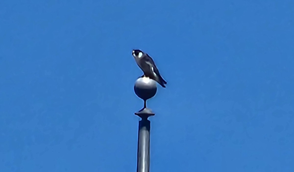 Peregrine Falcon (North American) - ML619850159