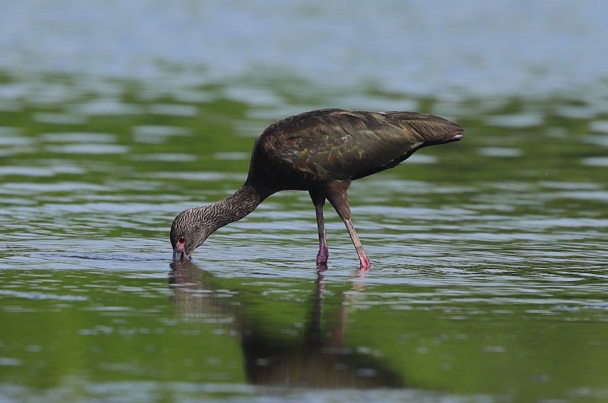 ibis americký - ML619850171