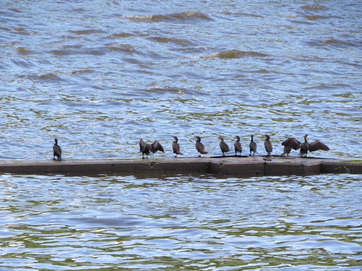 Double-crested Cormorant - ML619850177