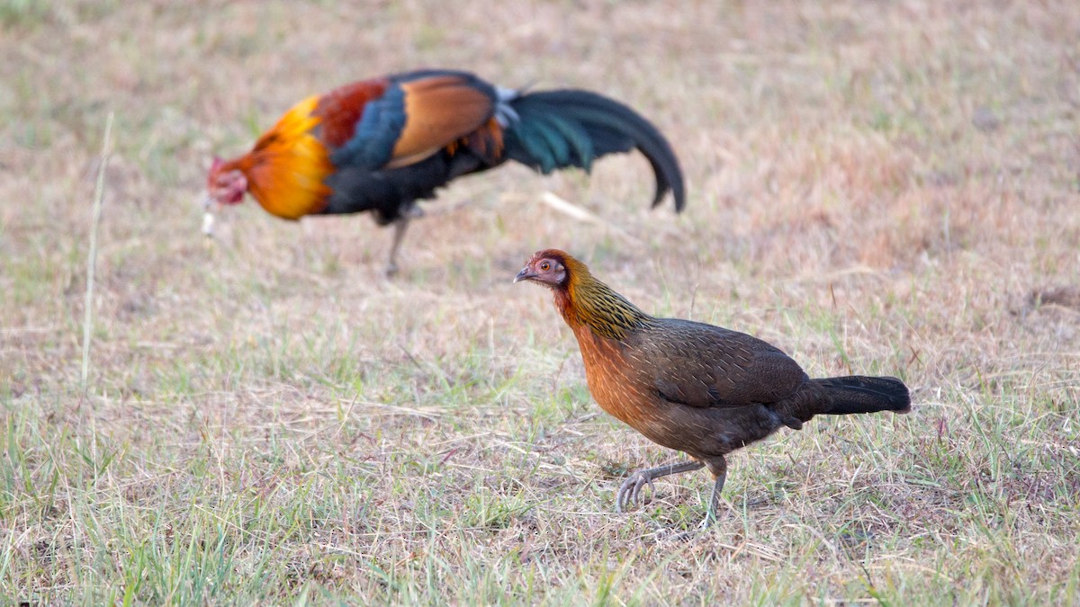 Red Junglefowl - ML619850185