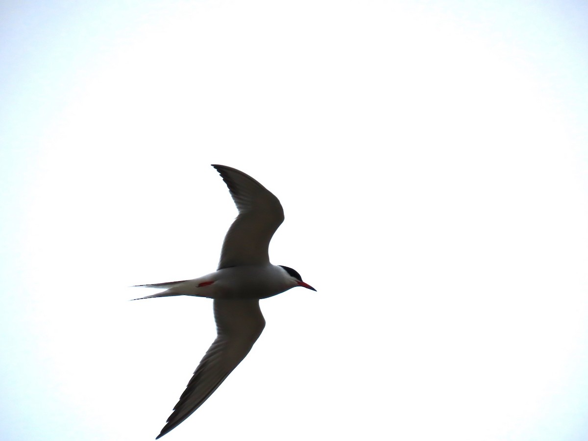 Common Tern - ML619850187