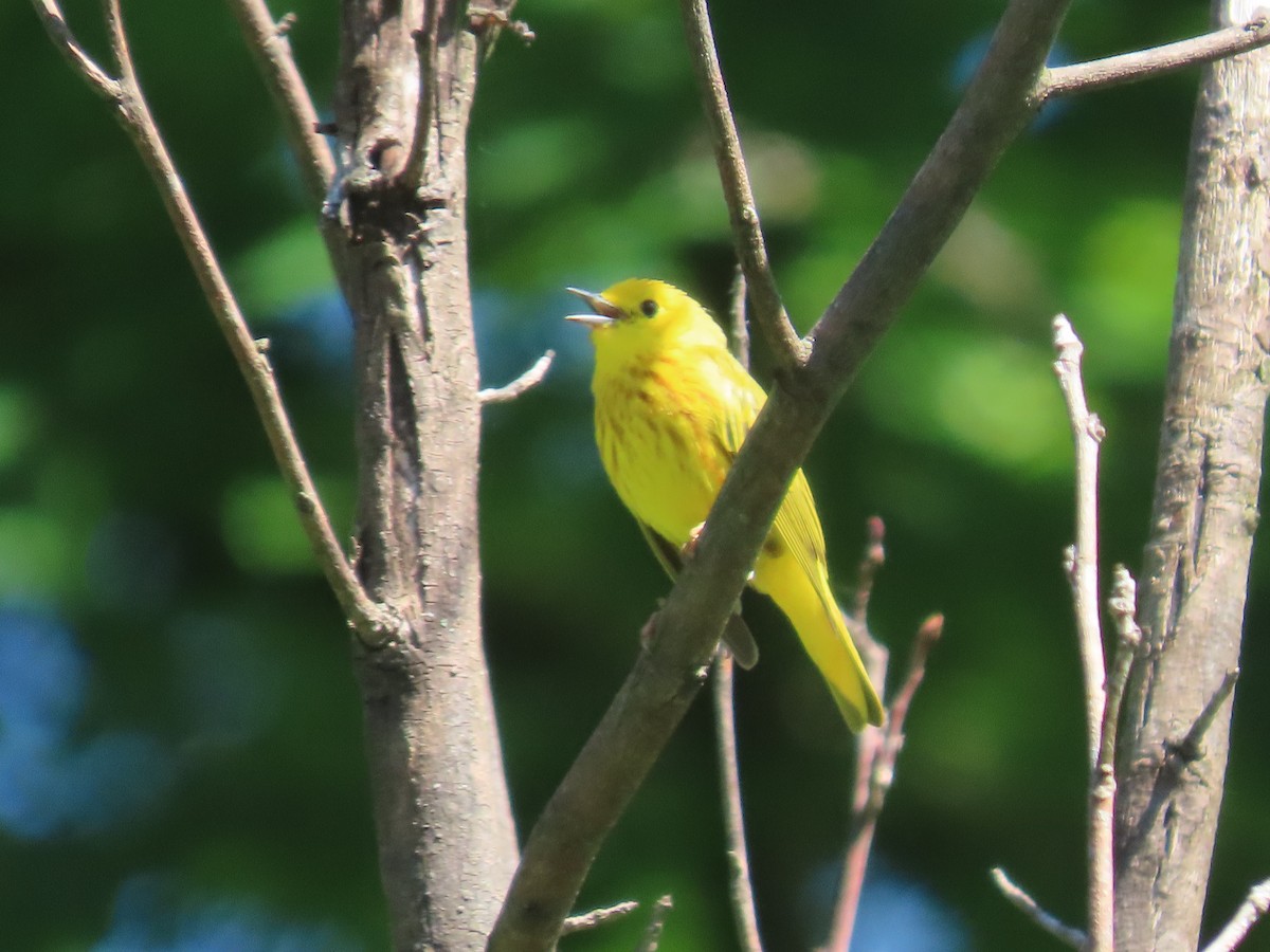 Yellow Warbler - ML619850191