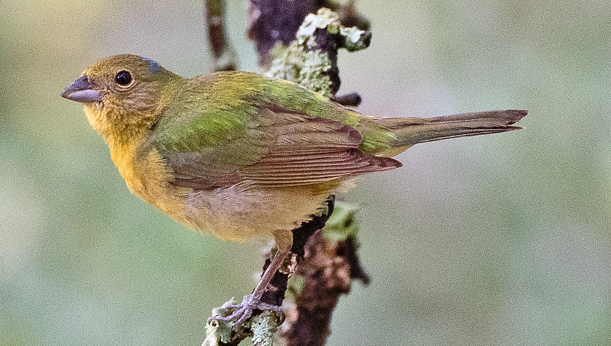 Painted Bunting - ML619850192