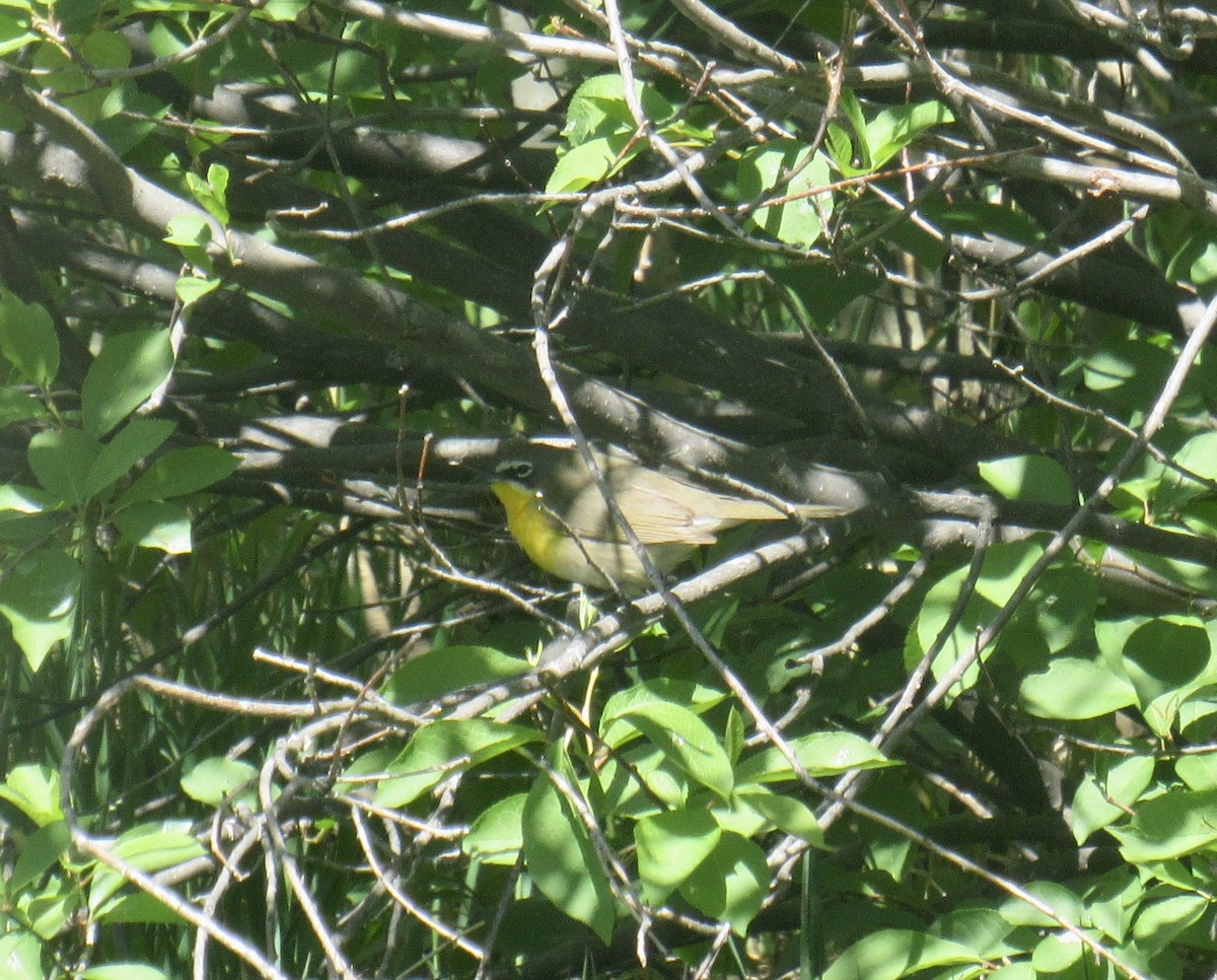 Yellow-breasted Chat - ML619850197