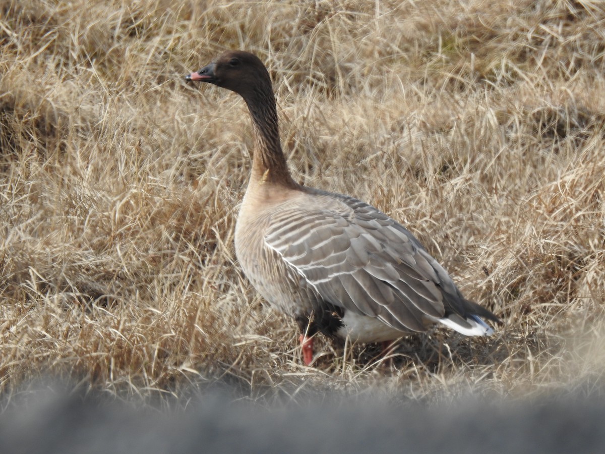 Pink-footed Goose - ML619850198