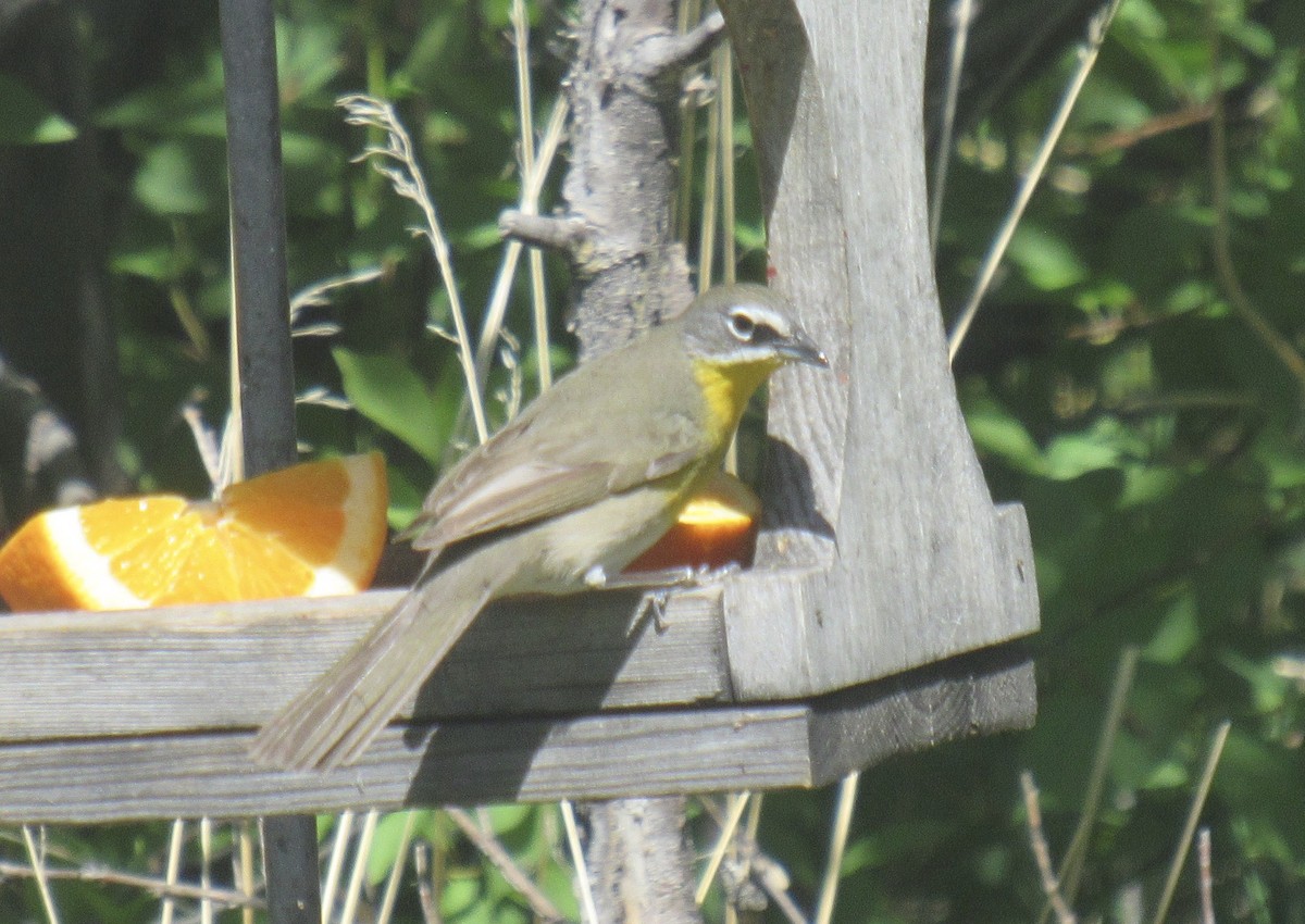 Yellow-breasted Chat - ML619850200