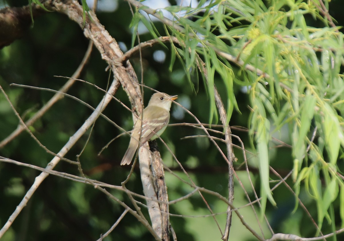 Mosquero sp. (Empidonax sp.) - ML619850201