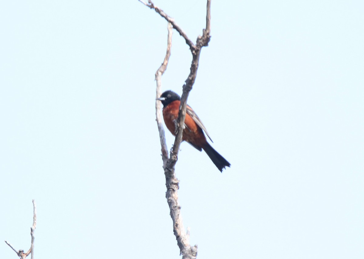 Orchard Oriole - ML619850220