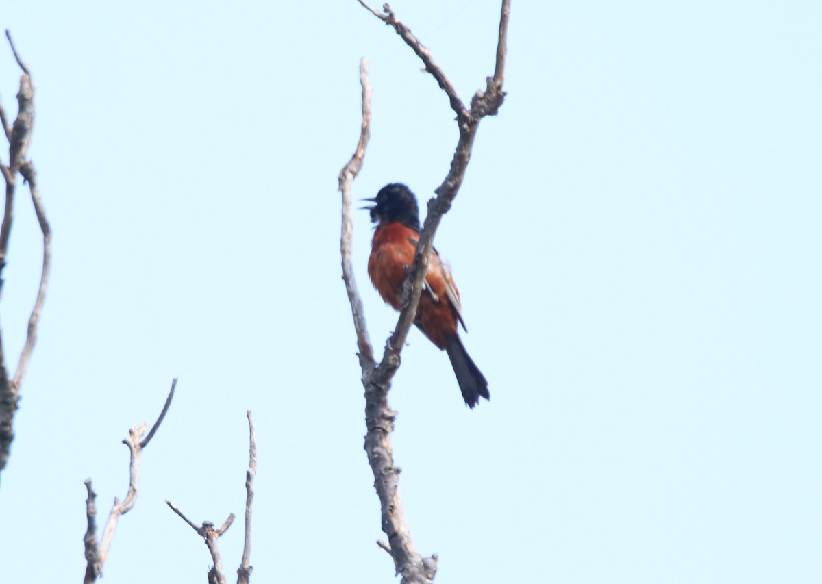 Orchard Oriole - ML619850222