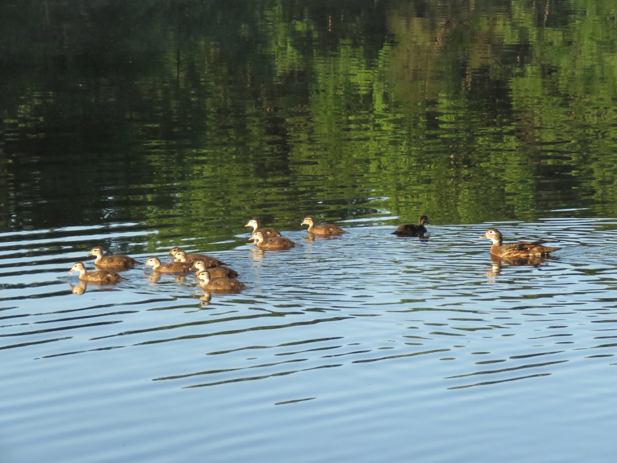 Wood Duck - ML619850227