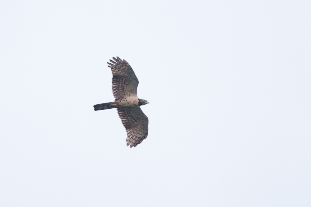 Oriental Honey-buzzard - ML619850235