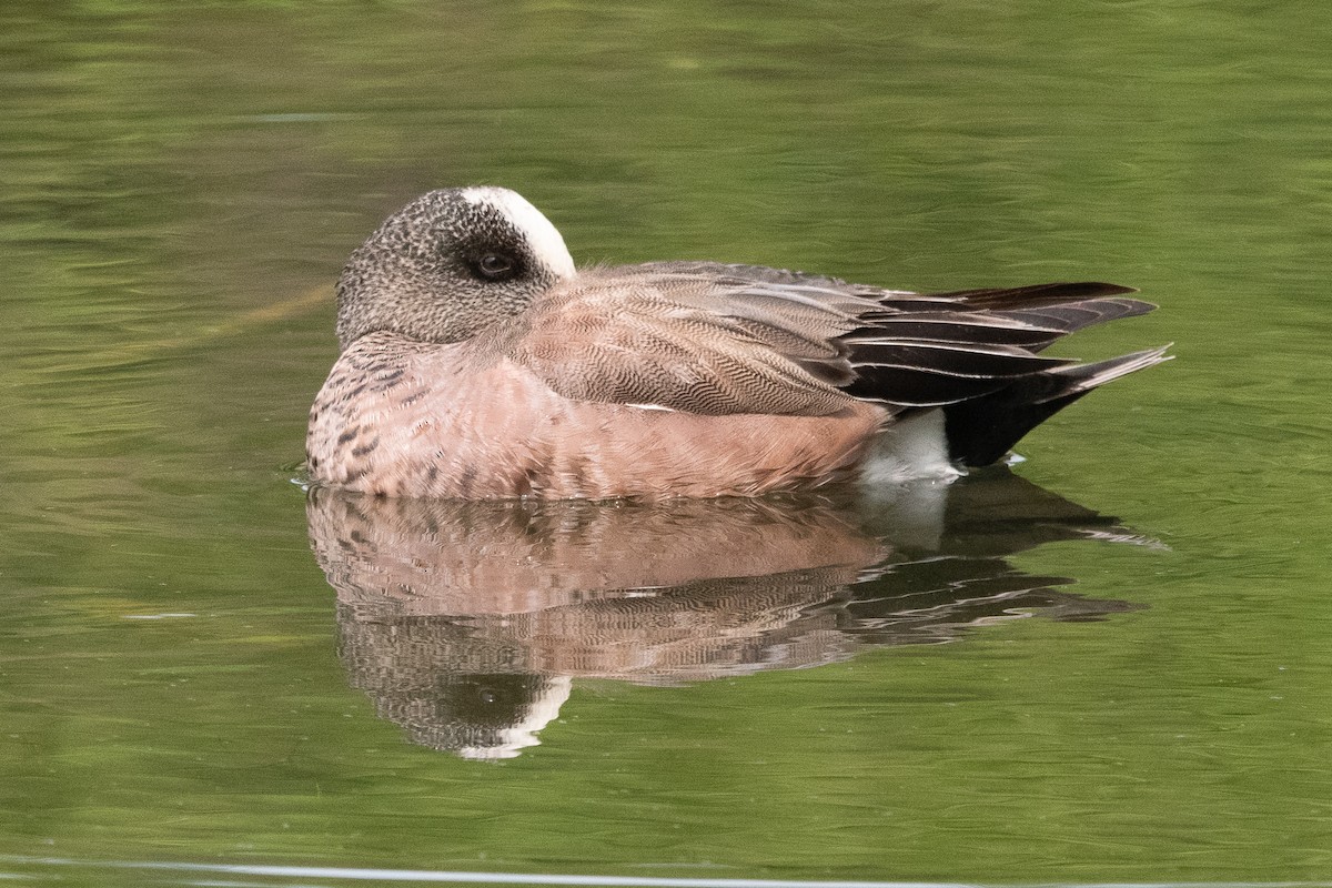 American Wigeon - Peter North