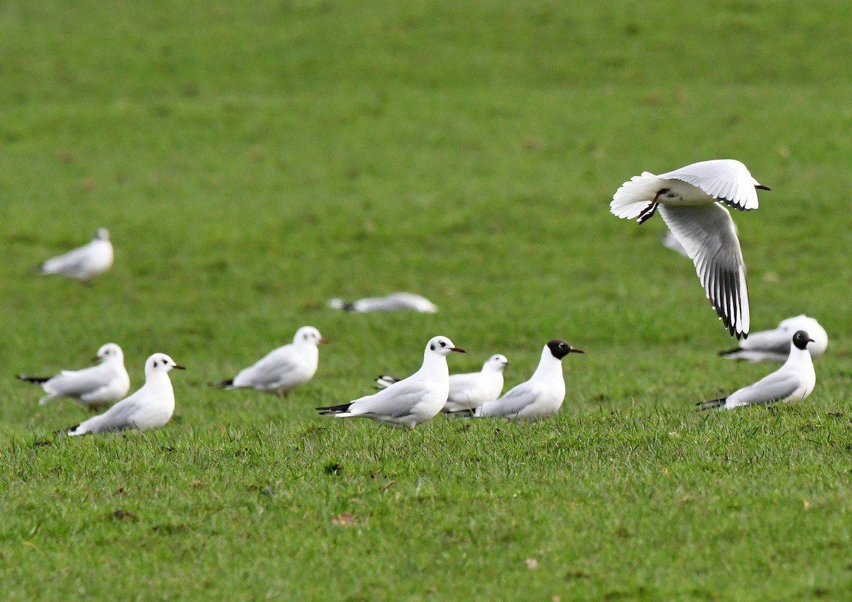 Black-headed Gull - ML619850244