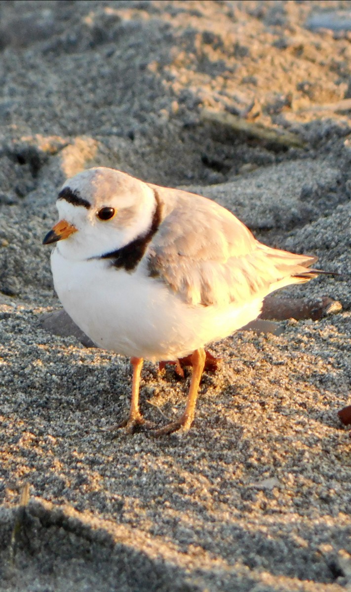 Piping Plover - ML619850263