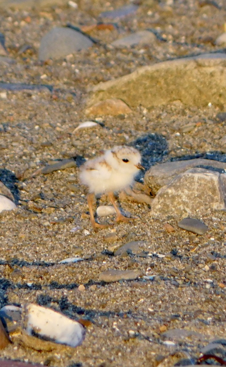 Piping Plover - ML619850264