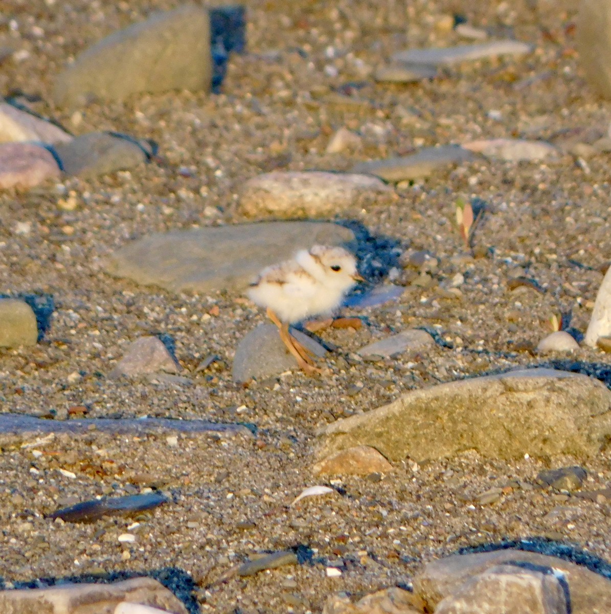 Piping Plover - ML619850265