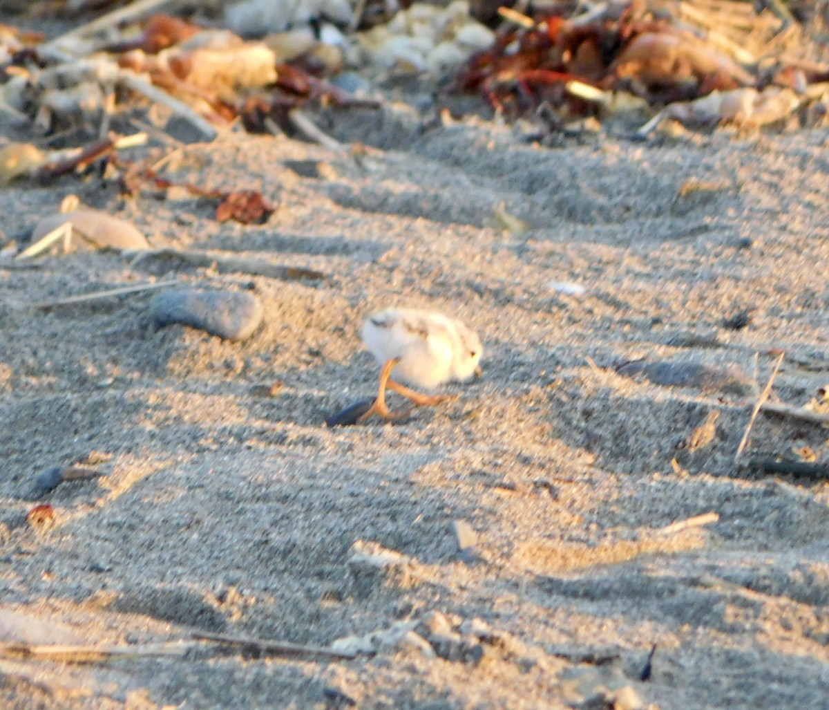 Piping Plover - ML619850266