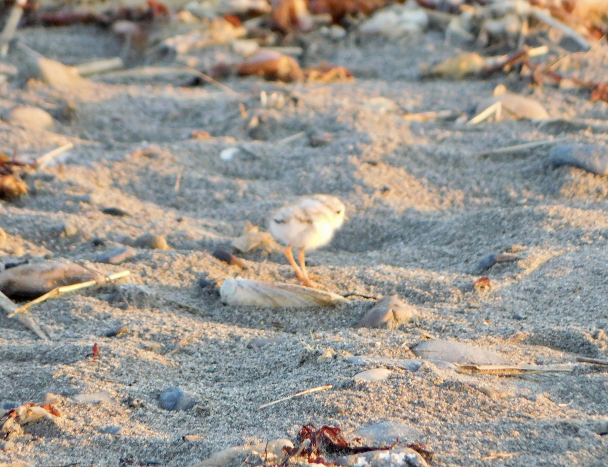Piping Plover - ML619850267