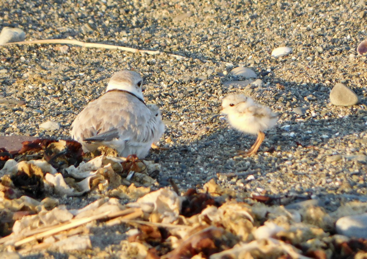 Piping Plover - ML619850268
