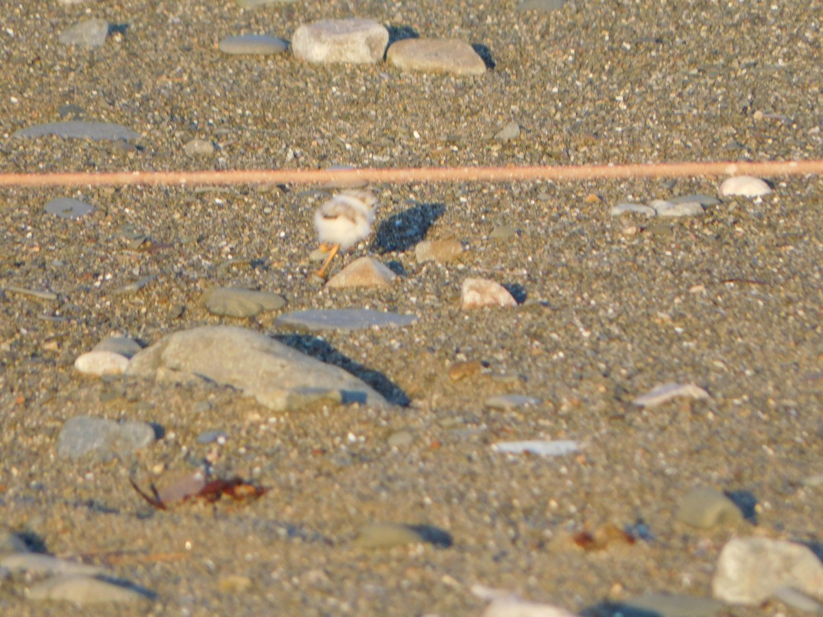 Piping Plover - ML619850269