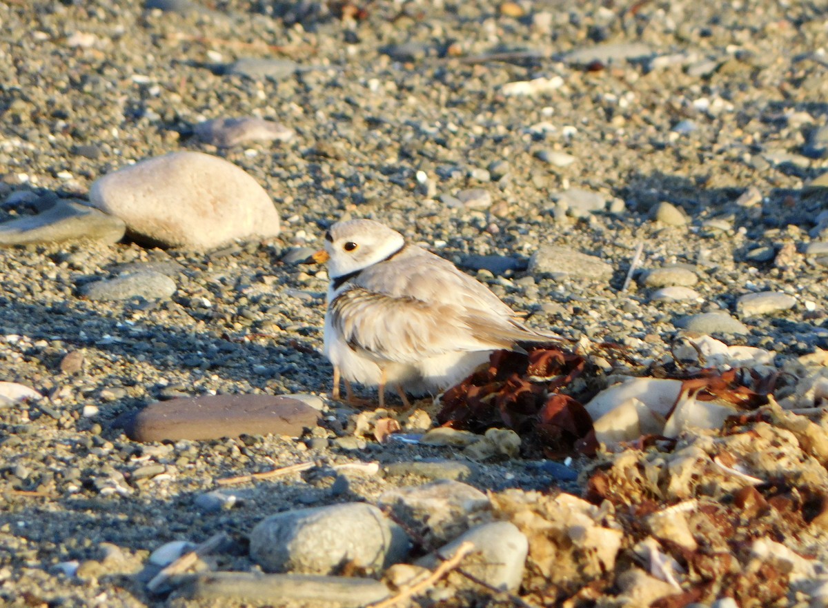 Piping Plover - ML619850270