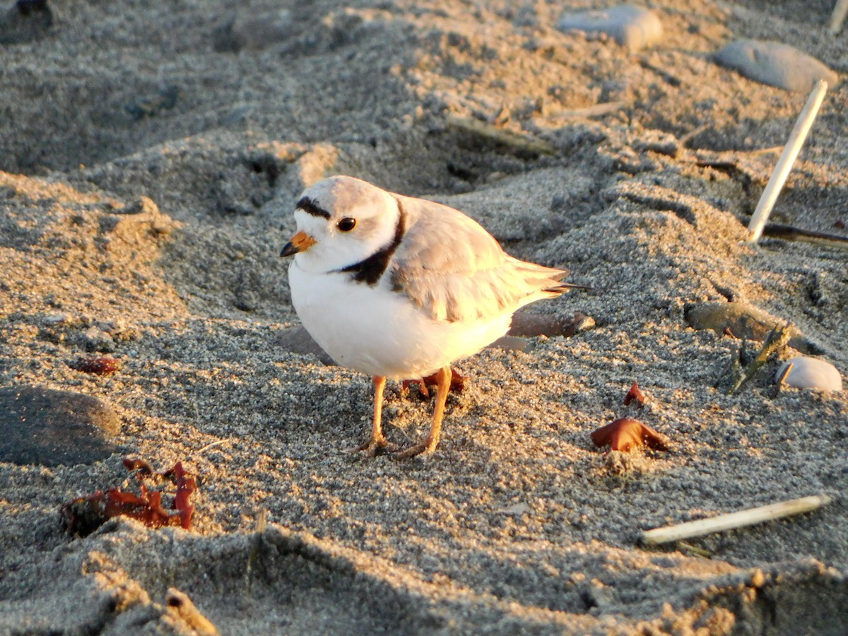 Piping Plover - ML619850271